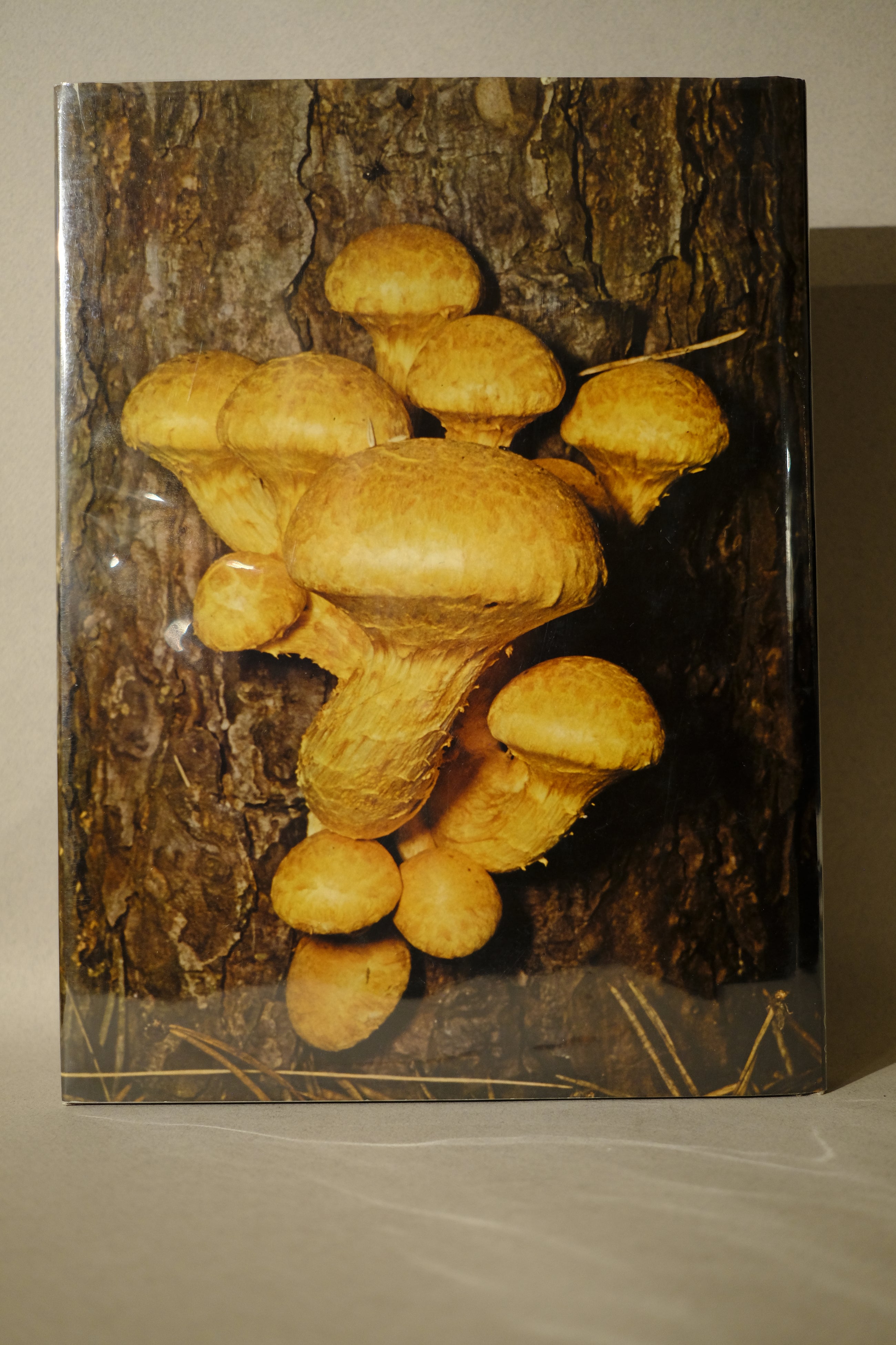 mushrooms and toadstools by geoffrey kibby